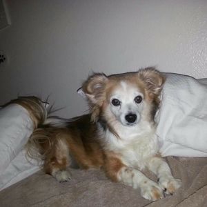 Meet your Posher, Sanchez